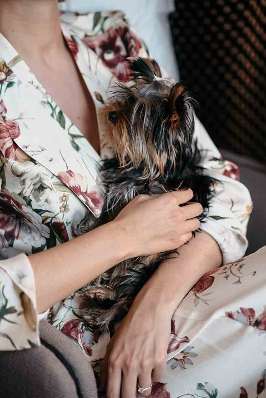 Los perros como mejores invitados