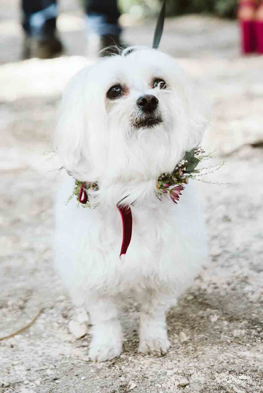 Los perros como mejores invitados