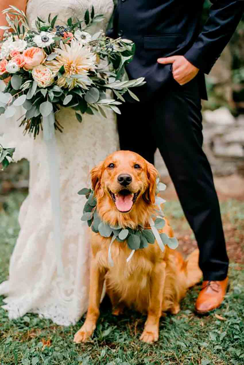 Los perros como mejores invitados